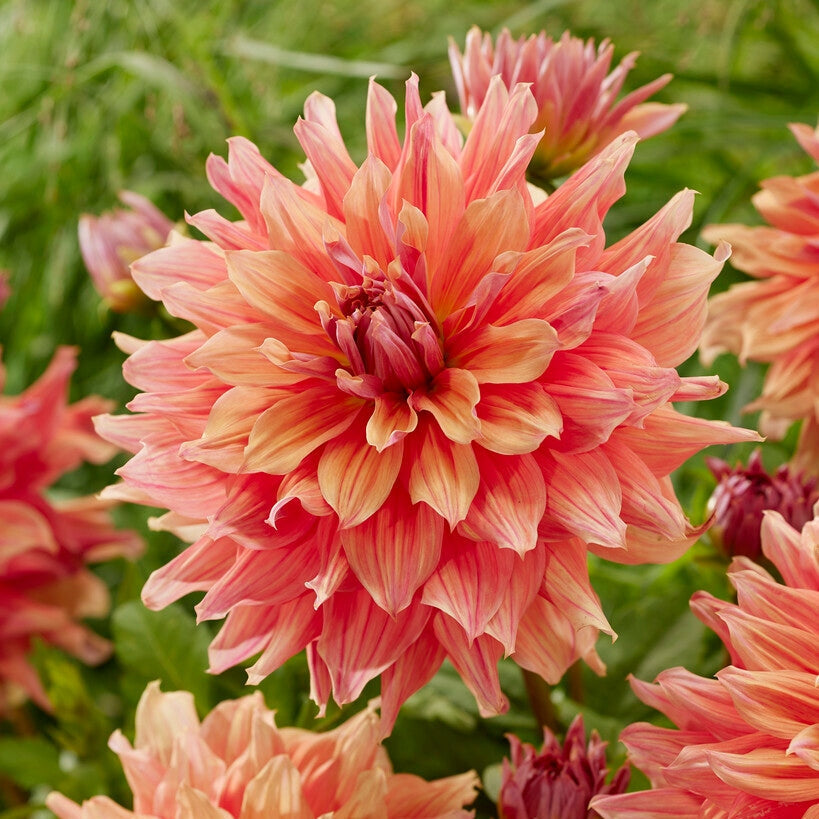 Dahlia Dekorativ Belle of Barmera 1-pakke